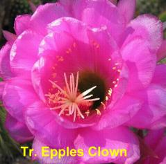 Tr. Epples Clown.4.0.jpg 